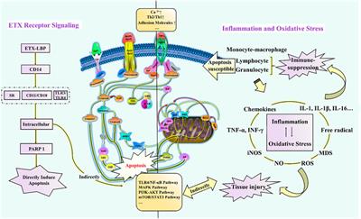 Anti-Apoptotic Role of Sanhuang Xiexin Decoction and Anisodamine in Endotoxemia